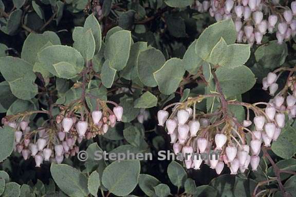 arctostaphylos viscida ssp viscida 1 graphic